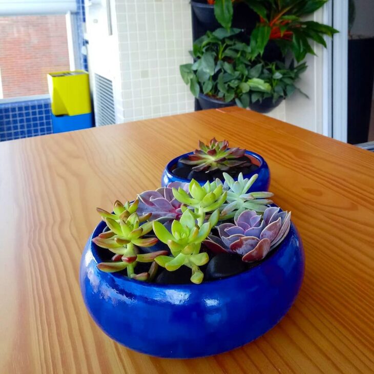 Foto de echeveria 35 - 38