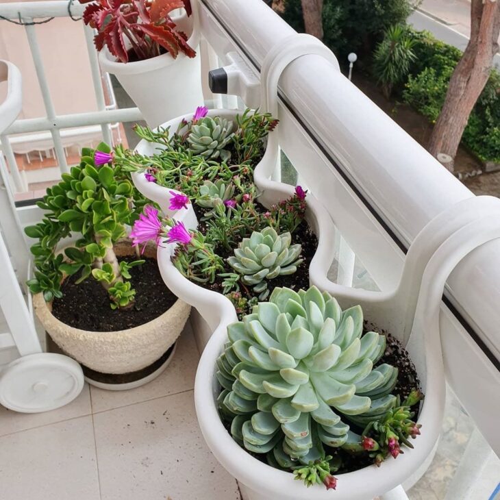 Foto de echeveria 36 - 39