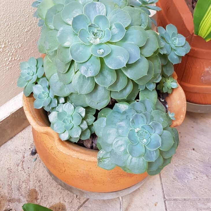 Foto de echeveria 38 - 41