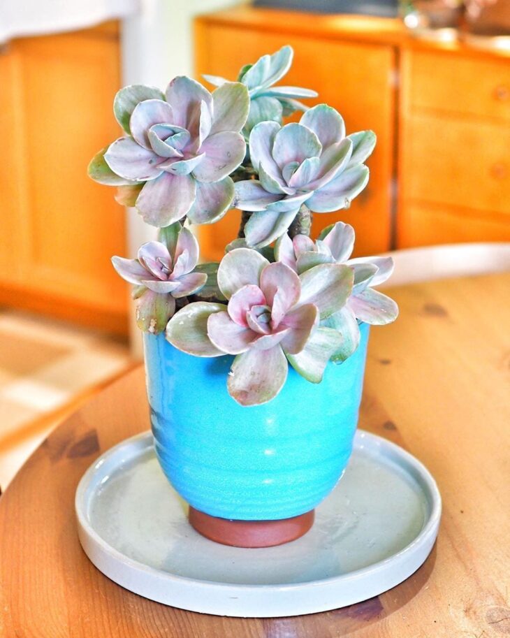 Foto de echeveria 40 - 43