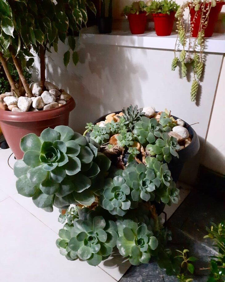 Foto de echeveria 44 - 47