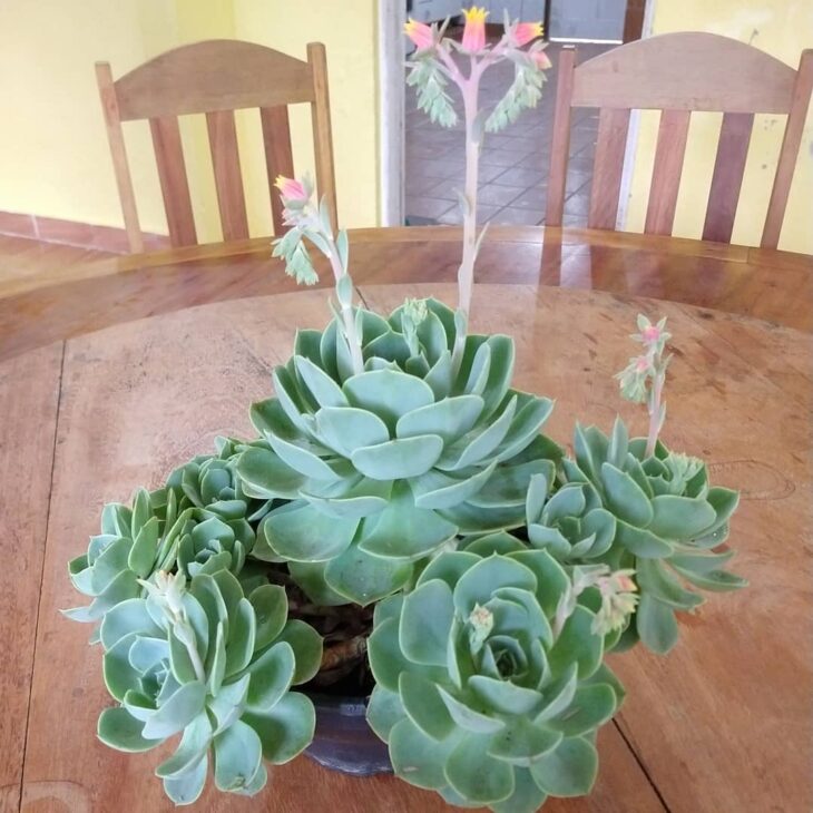 Foto de echeveria 45 - 48