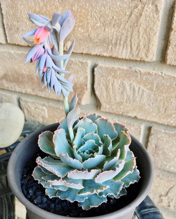 Foto de echeveria 46 - 49