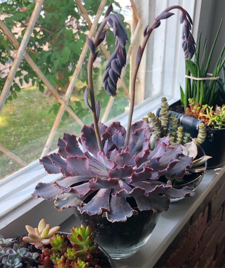 Foto de echeveria 47 - 50