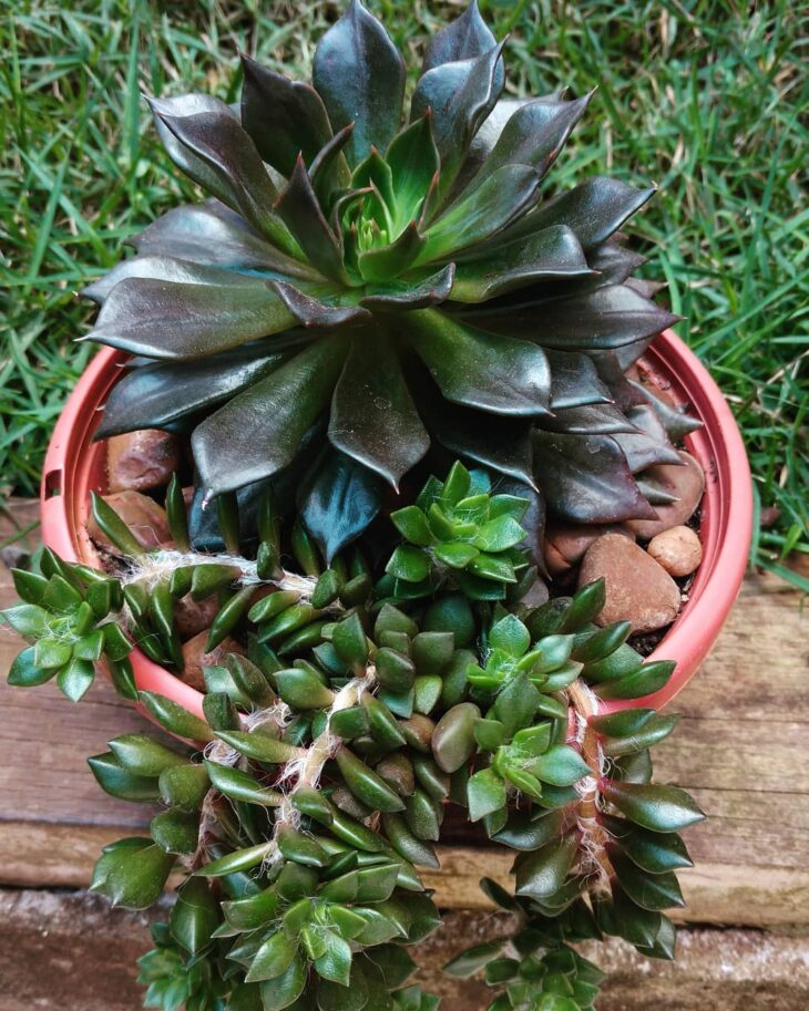 Foto de echeveria 48 - 51