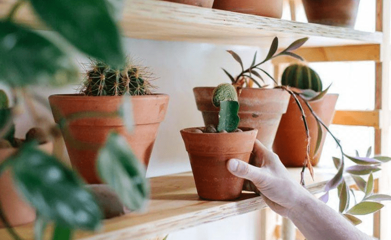 Prateleira para plantas: 20 ideias e tutoriais para encher a vida de verde