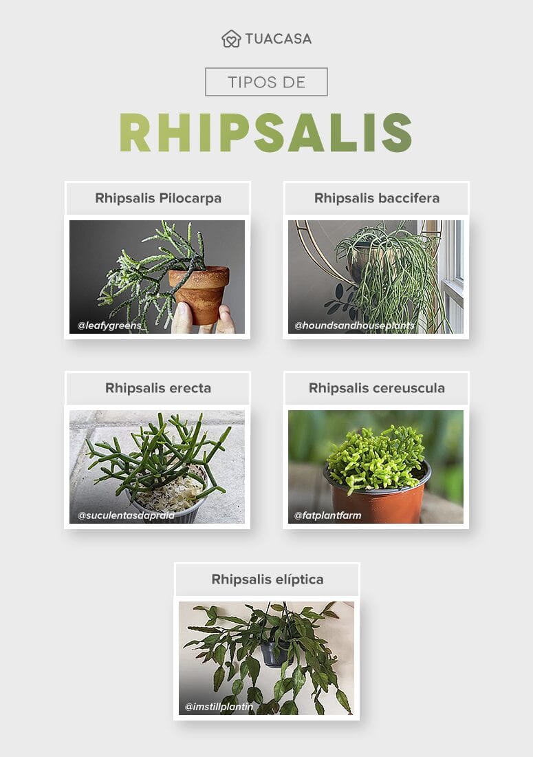 Foto de rhipsalis 40 - 4