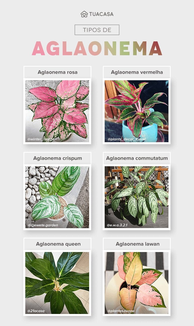 Foto de aglaonema 1 - 4