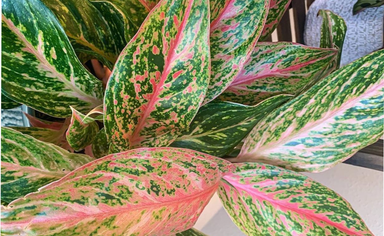 Aglaonema: saiba como cultivar essa espécie tão charmosa