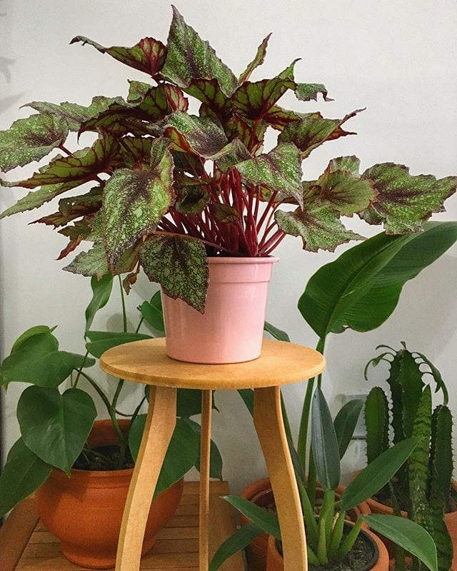 Foto de begonia rex 10 - 13