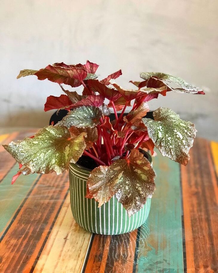 Foto de begonia rex 13 - 16