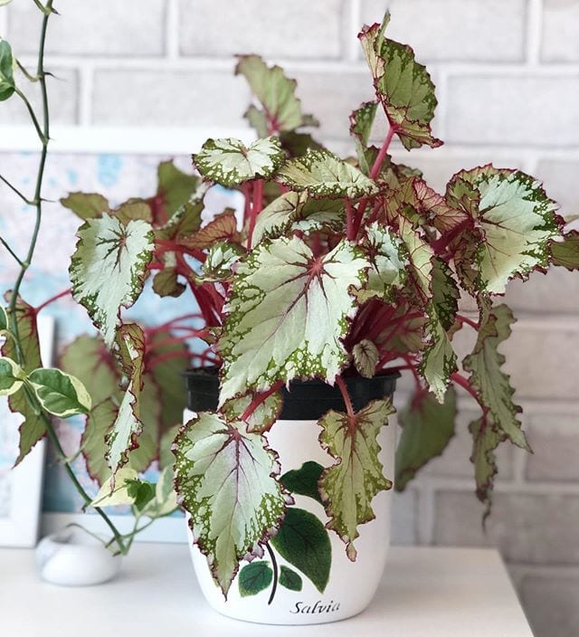 Foto de begonia rex 6 - 9