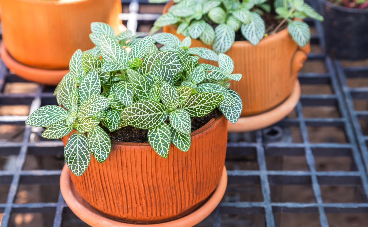 Fitônia: decore sua casa com a beleza da planta-mosaico