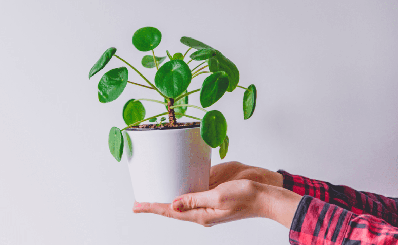 Pilea: tipos, como cuidar e 25 inspirações para cultivar em casa