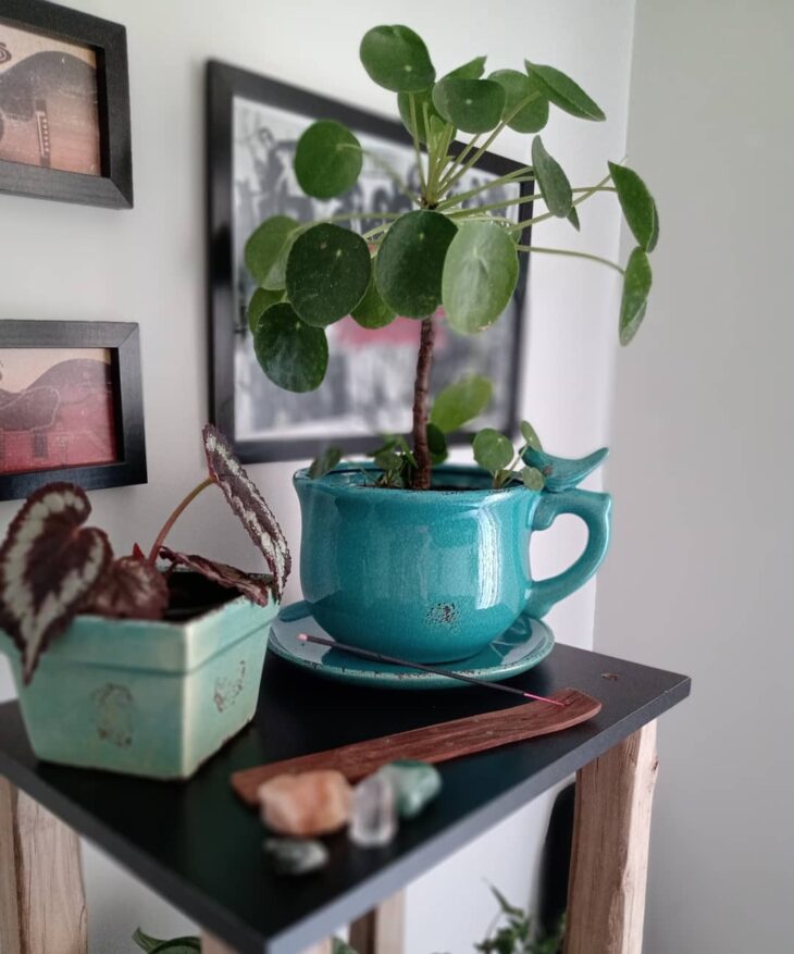 Foto de pilea 1 - 5