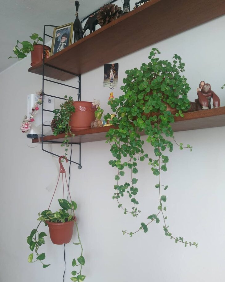 Foto de pilea 19 - 23