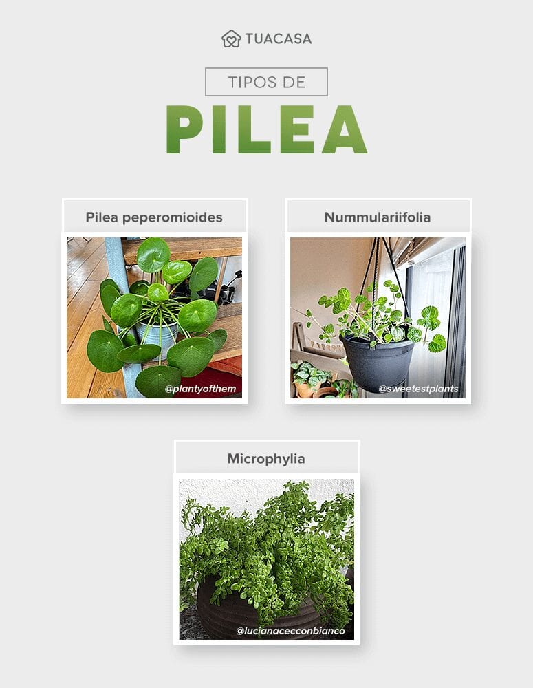 Foto de pilea 26 - 4