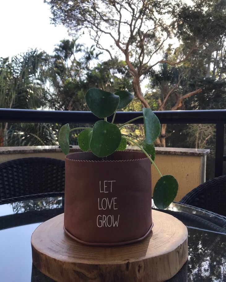 Foto de pilea 4 - 8