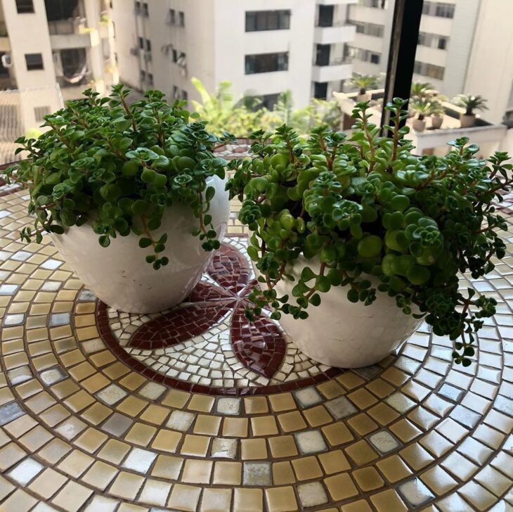 Foto de pilea 6 - 10