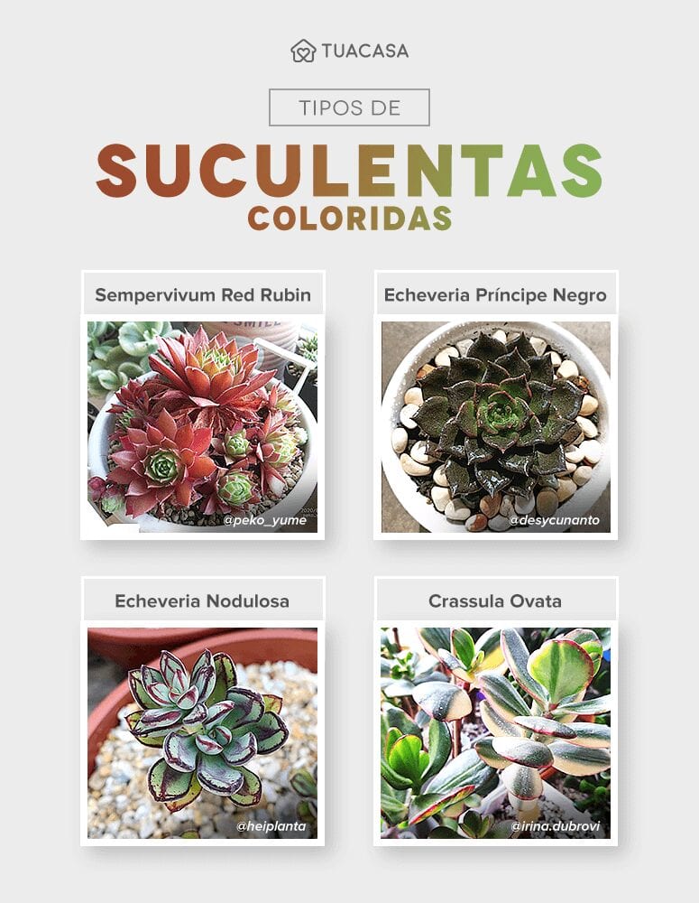 Foto de suculentas coloridas 11 - 4