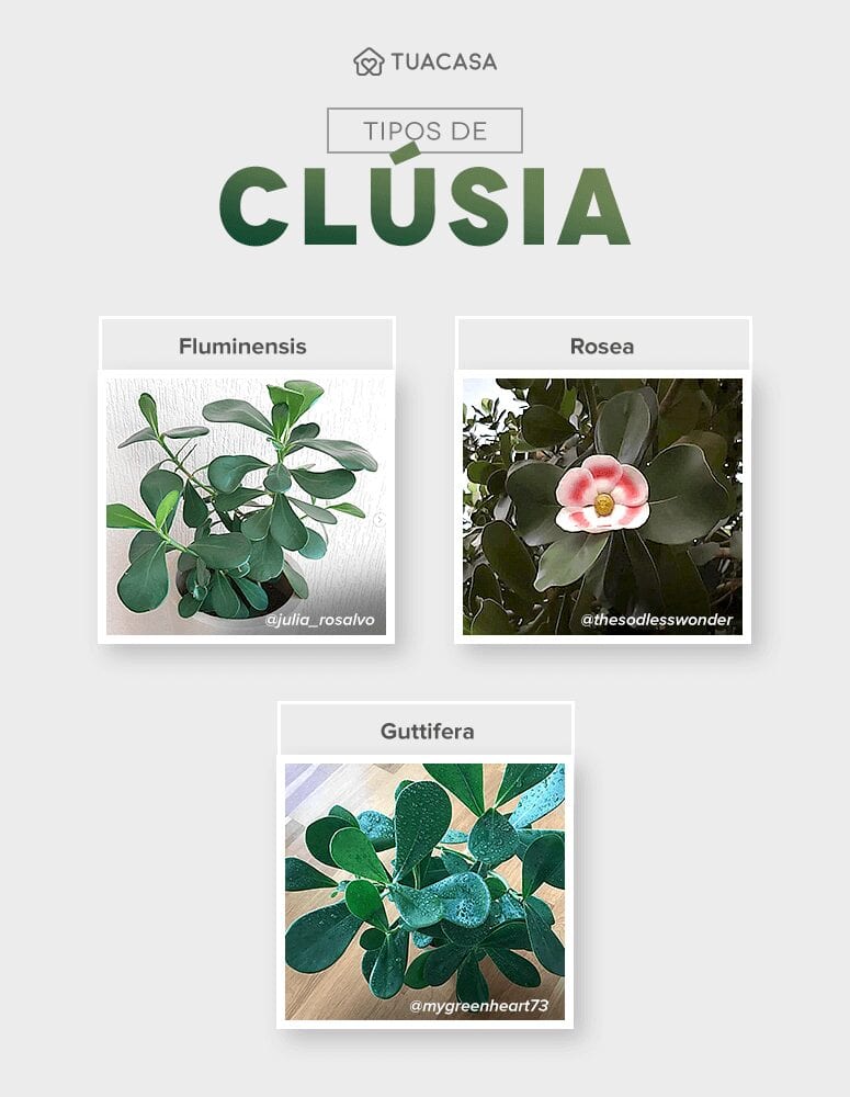 Foto de clusia 61 - 4