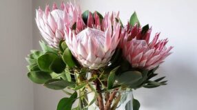 Foto de proteas 0 - 2