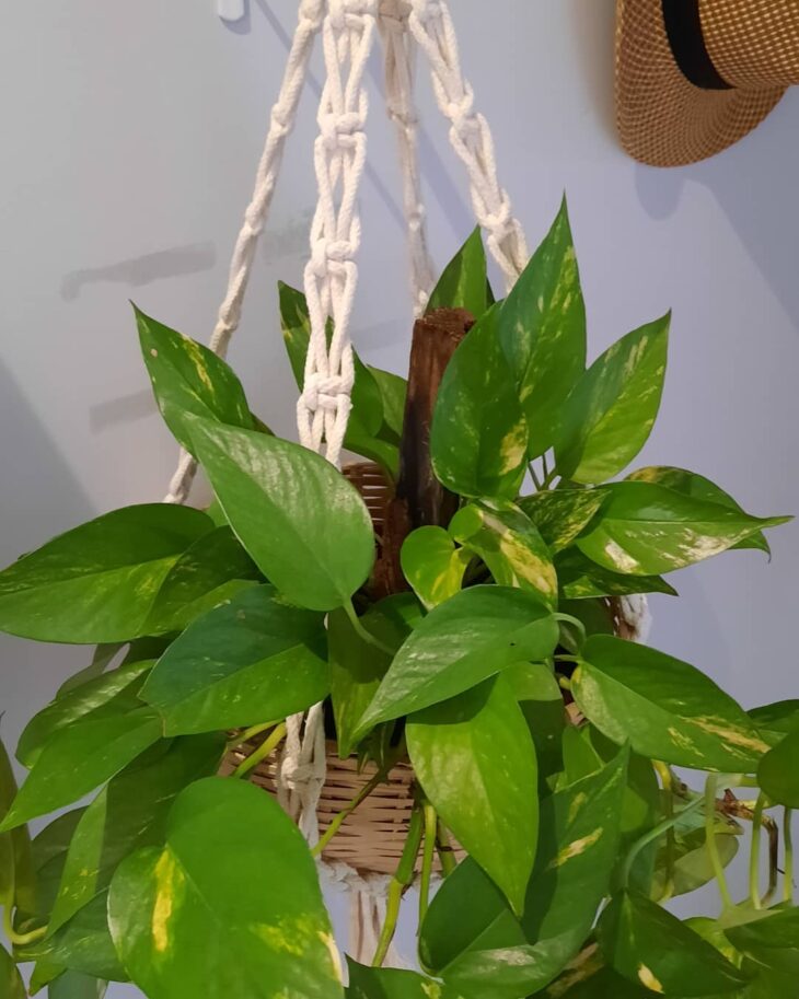 Foto de suporte de macrame para vaso 22 - 21