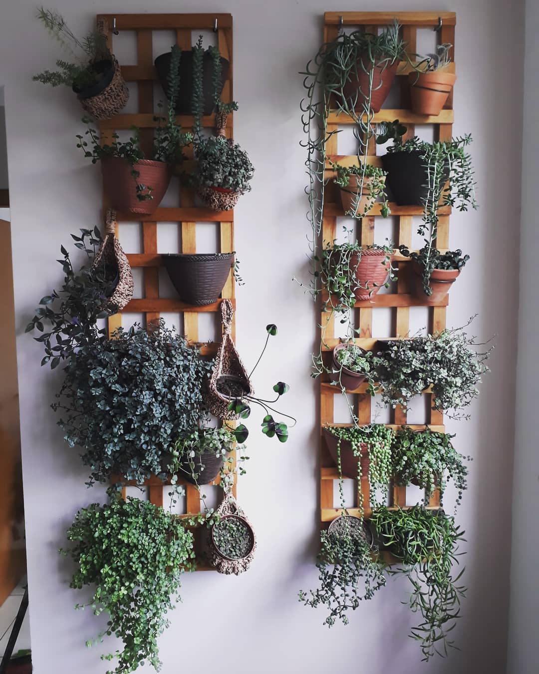 Foto de jardim vertical pallet 3 - 6