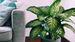 Foto de comigo ninguem pode 00 - 3