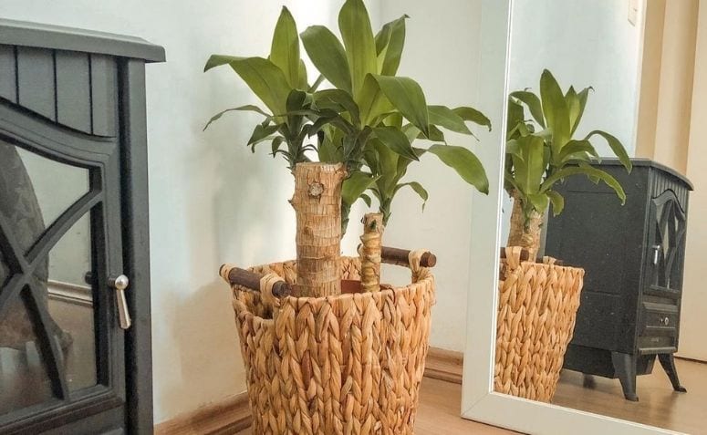 Como cuidar de pau d’água para ter uma decoração verde e sofisticada