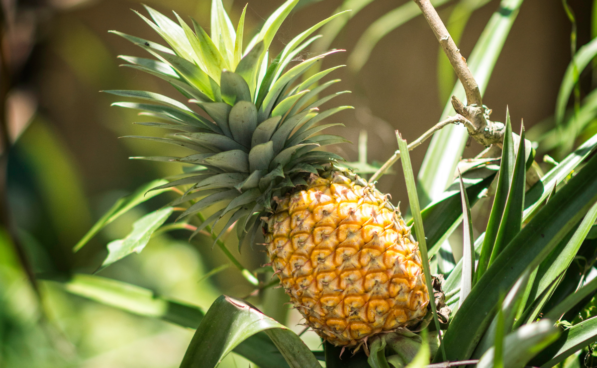 Como plantar abacaxi para completar a sua horta