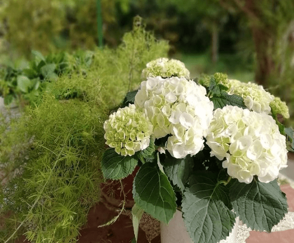 Foto de hortensia 12 1 - 5