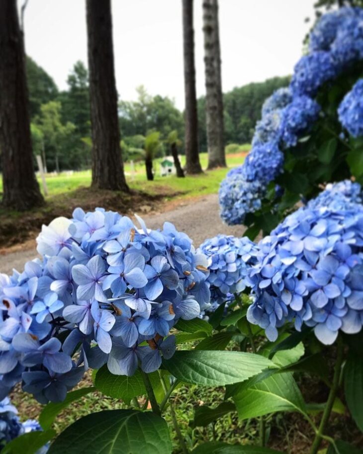 Foto de hortensias 9 - 16