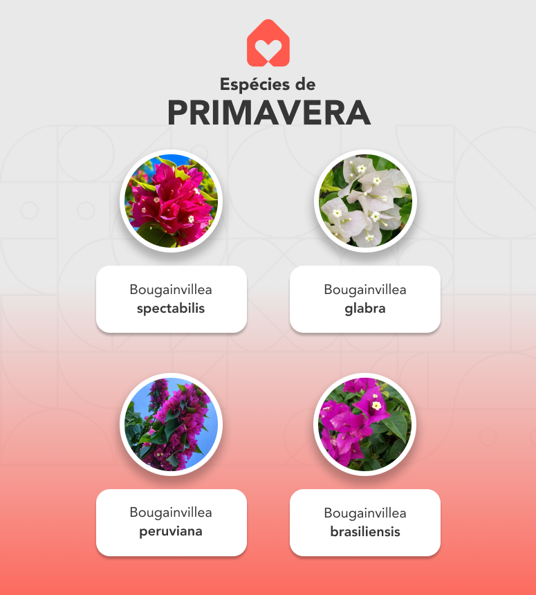 espécies de primavera