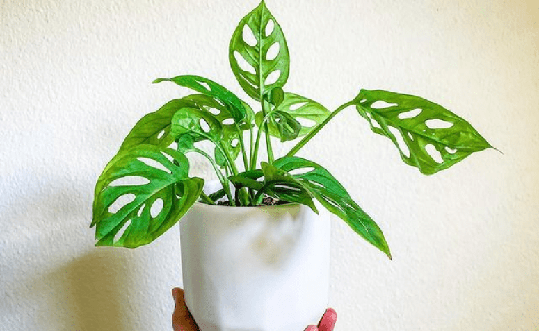 5 dicas para cuidar da Monstera adansonii e ter uma folhagem incrível