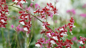 Foto de orquidea chocolate 00 1 - 6