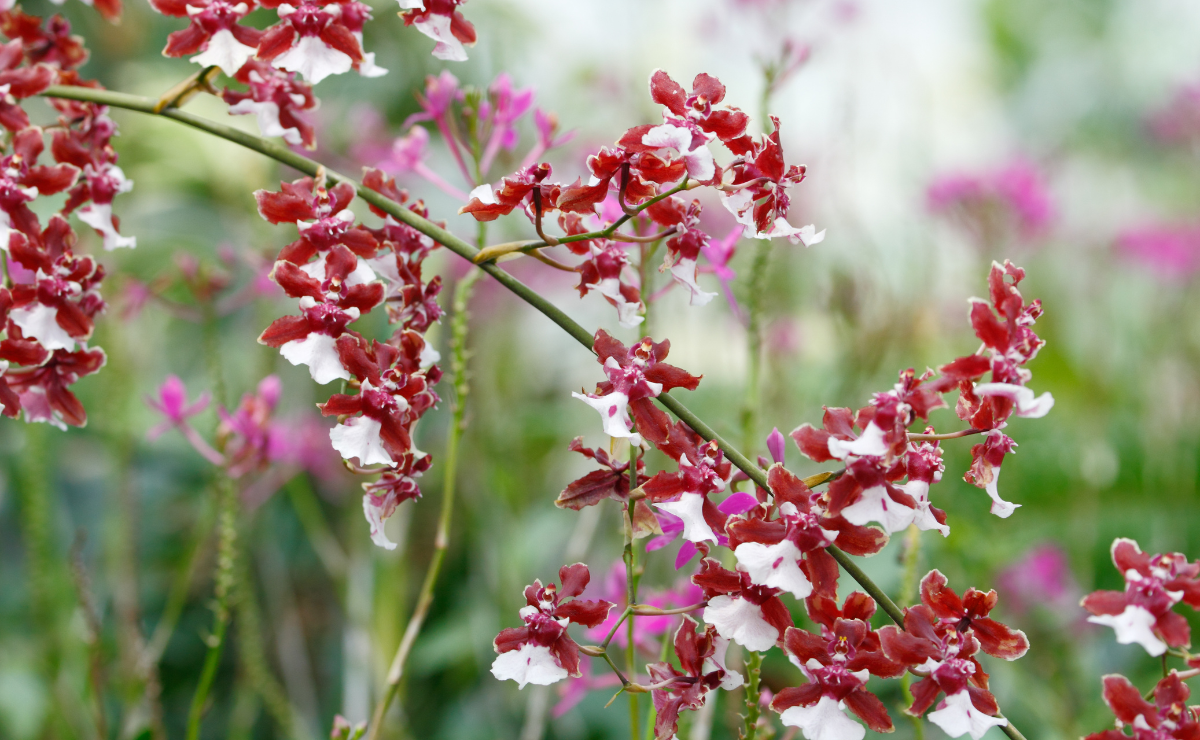 Veja lindas fotos da orquídea chocolate e dicas de cuidado com a planta