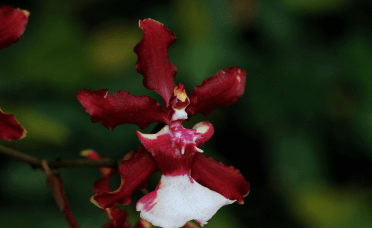 Foto de orquidea chocolate 00 - 4