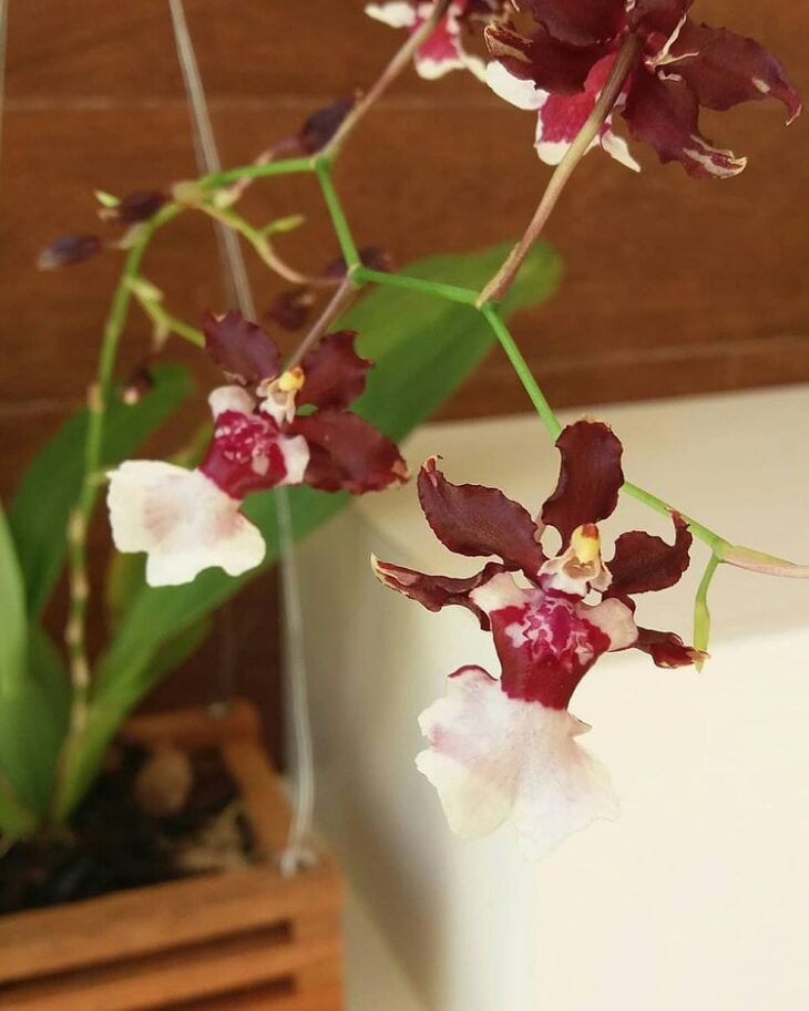 Foto de orquidea chocolate 4 - 8