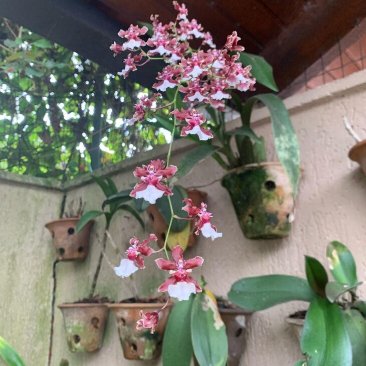 Foto de orquidea chocolate 7 - 11