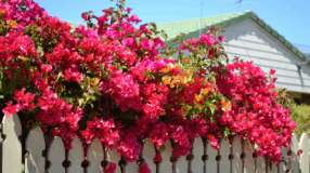 Foto de planta primavera 00 - 3