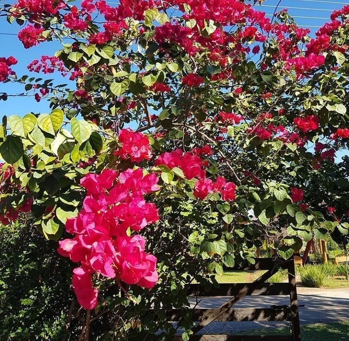 Foto de planta primavera 6 - 7