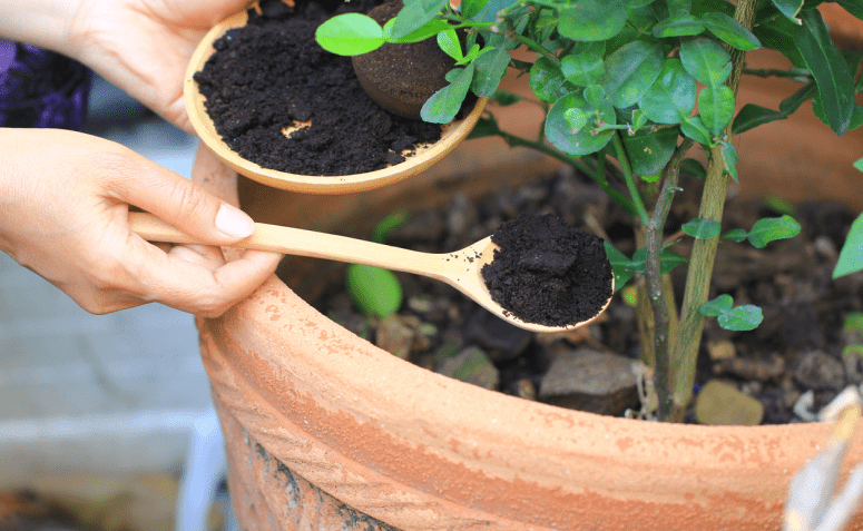 8 tipos de adubo caseiro para fazer e ter plantas saudáveis