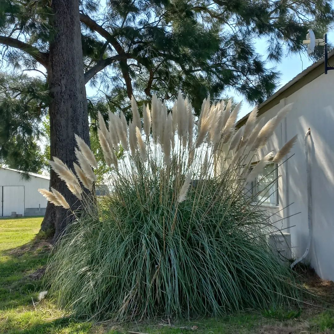 Foto de capim dos pampas 022 - 26