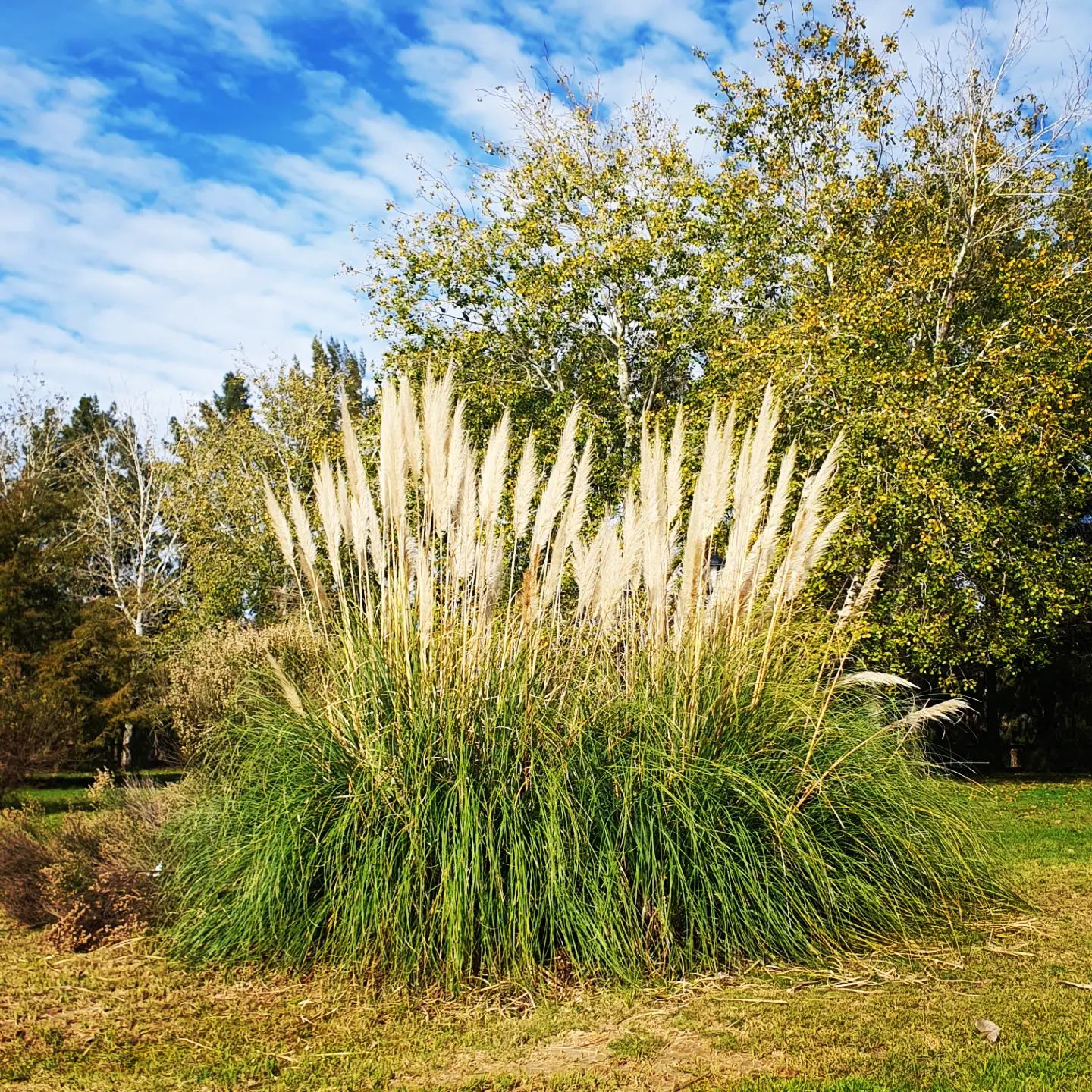 Foto de capim dos pampas 06 - 6