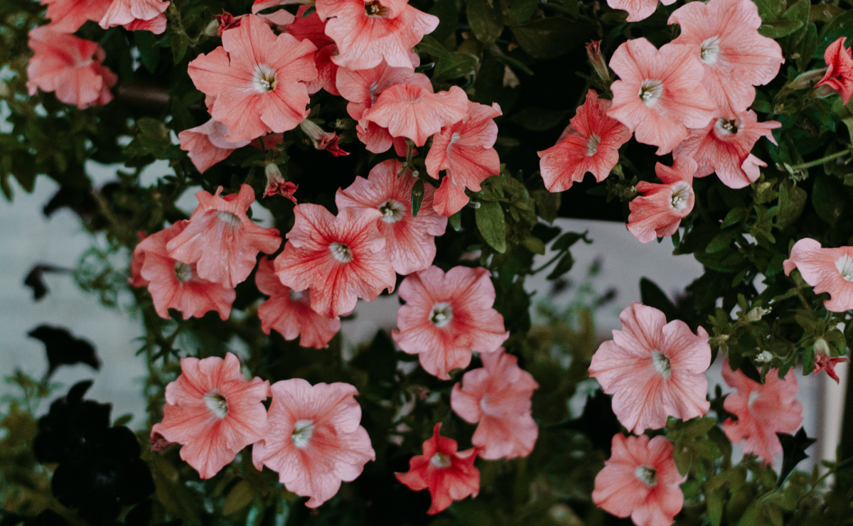 12 flores de inverno para trazer cor à estação mais fria do ano