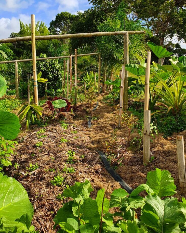 Foto de horta no quintal 42 - 45