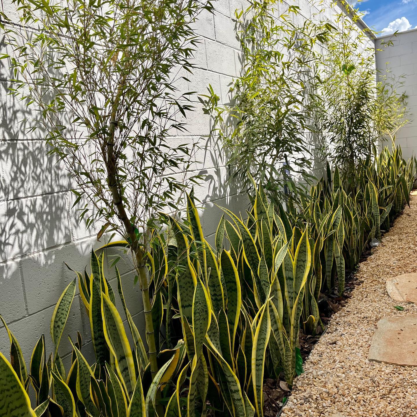 canteiro com espada-de-são-jorge no jardim