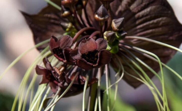 Foto de flores negras 2 - 2