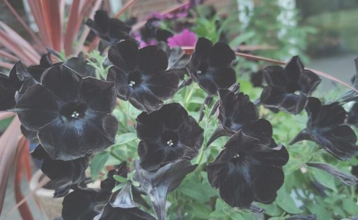 Foto de flores negras 4 - 7